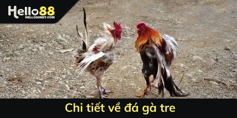 Chi tiết về đá gà tre